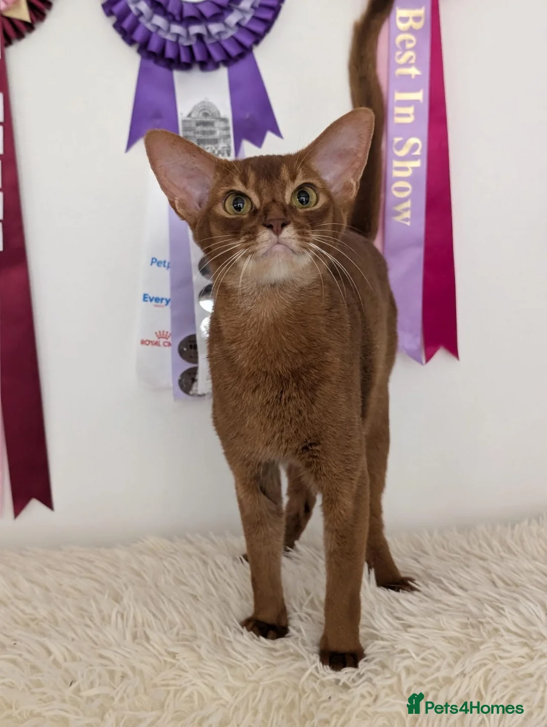 Abyssinian cats for sale: Stunning Female for Breeding  - Advert 1