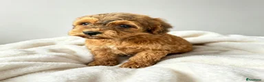 Cockapoo 7