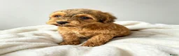 Cockapoo dogs for sale: F1 Showtype Cockapoo - Advert 10