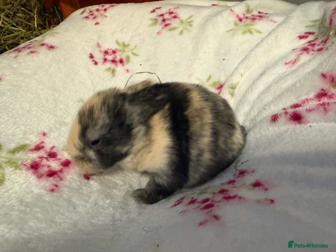 Mini Lop rabbits for sale: Pure Bred Mini Lops - Advert 9
