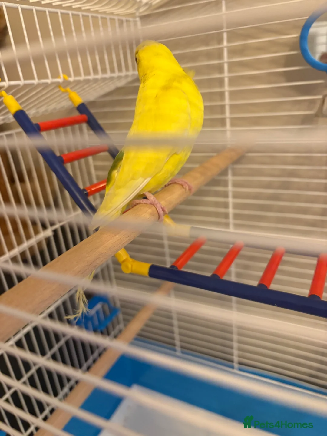 Mixed Breed birds for sale: Birds for sale  - Advert 2