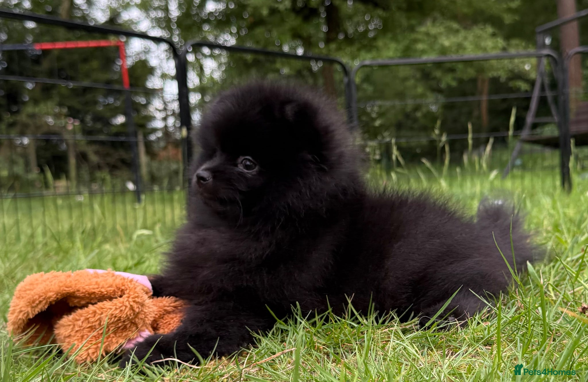 Pomeranian dogs for sale:  Rare colour Russian line Teddy Bear Pom Puppies ✨ - Advert 6