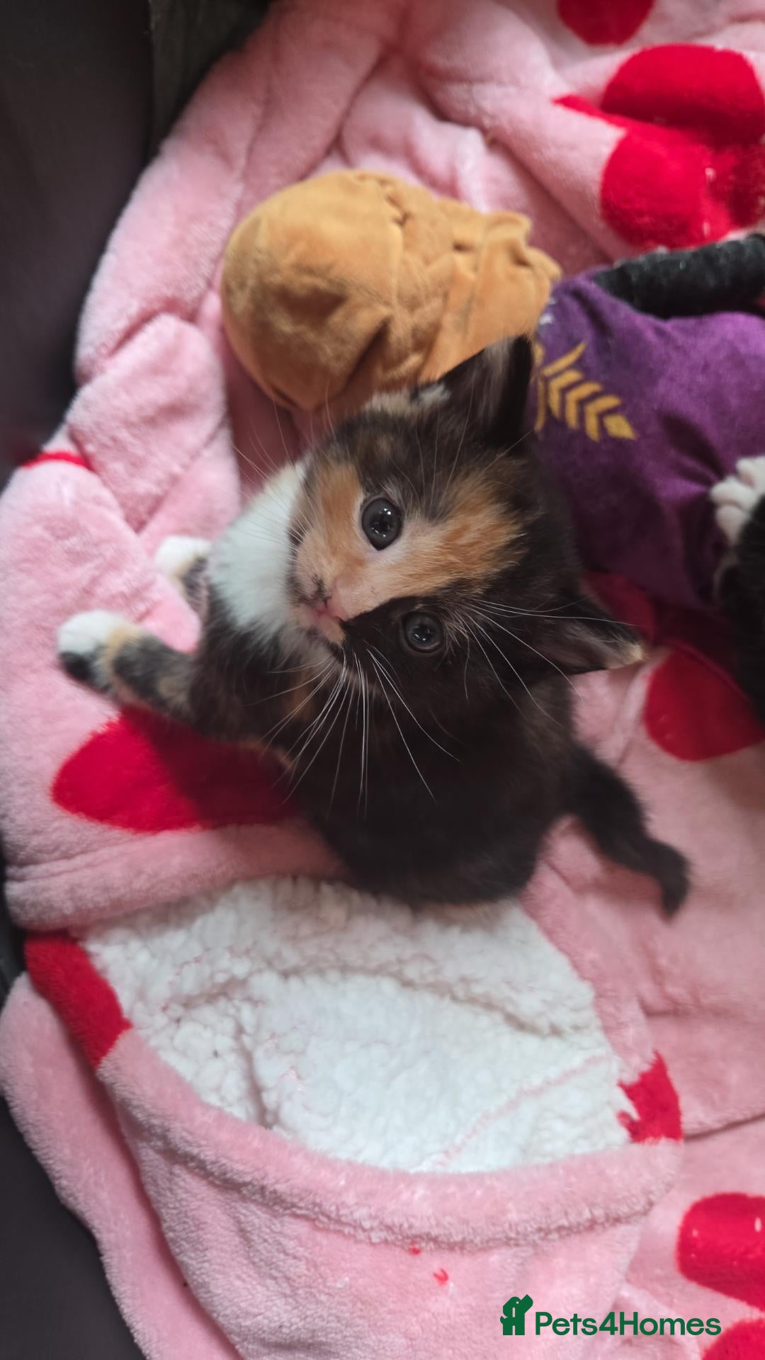 Mixed Breed cats Mixed fluffy kittens  - Advert 13
