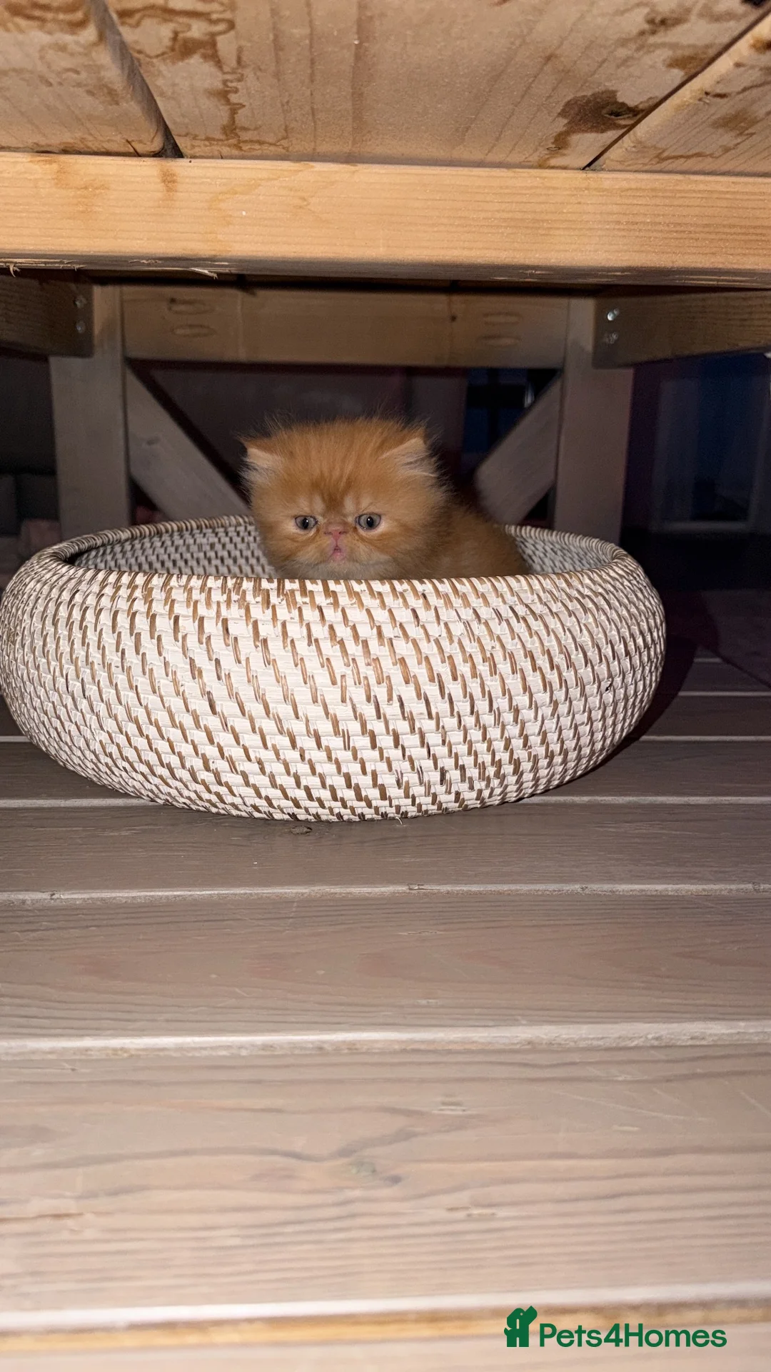 Persian cats for sale: Rare Persian Kittens - White & Rare Ginger Female in London - Advert 2