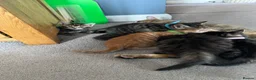 Mixed Breed cats for sale: Adorable Kittens Looking for Their Forever Home - Advert 8
