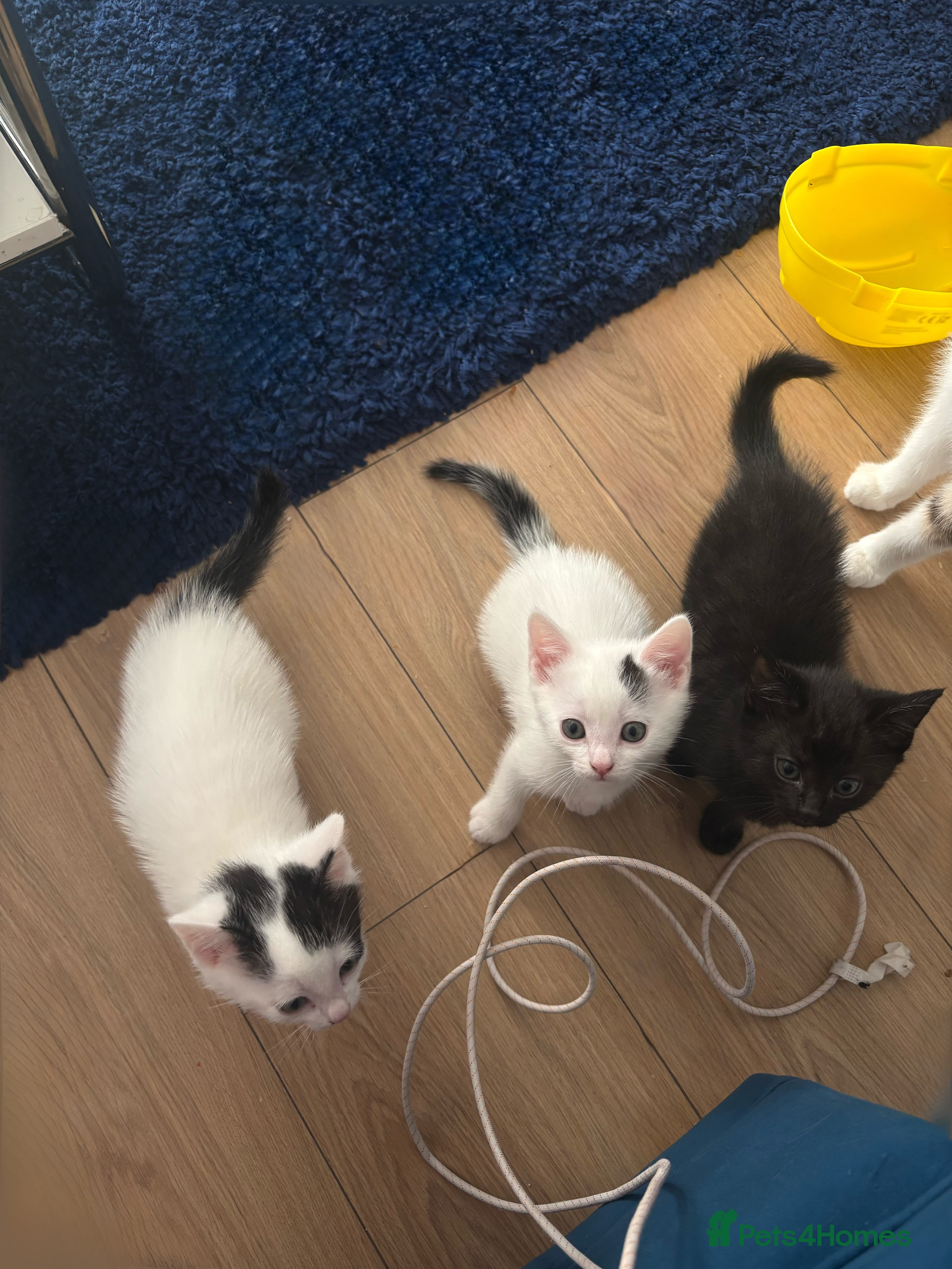 Mixed Breed cats Kittens for free - Advert 18