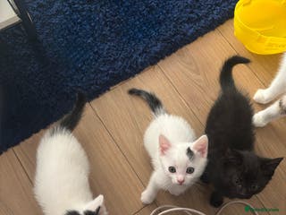 Mixed Breed cats Kittens for free - Advert 2