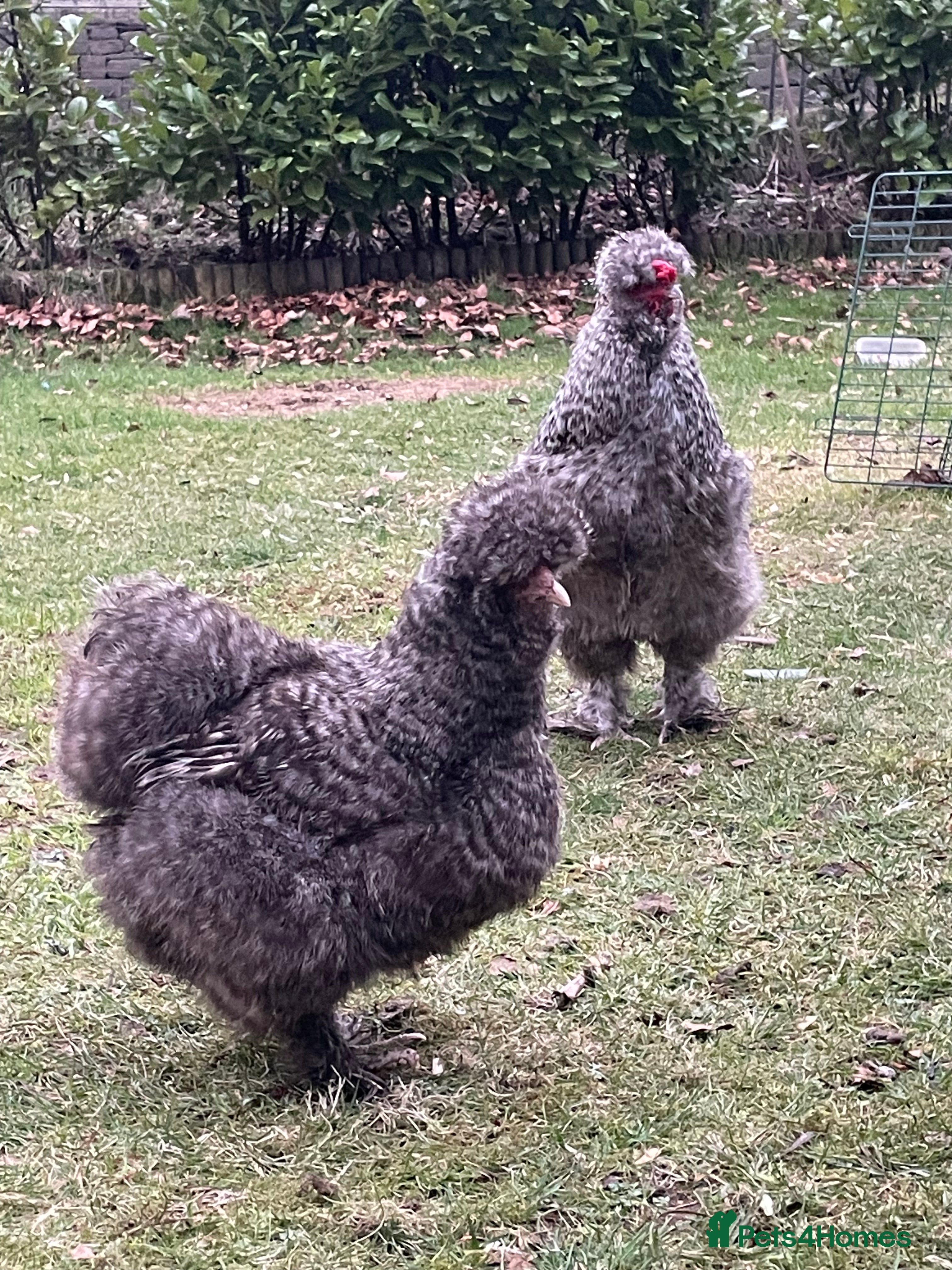 Chickens poultry Cuckoo silkies  - Advert 1