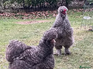 Chickens poultry Cuckoo silkies - Advert 1