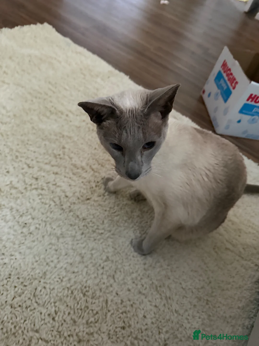 Siamese cats for sale: Meet ghost  - Advert 2