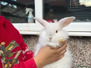 Mini Lion Lop rabbits Final baby mini lion lop - Advert 2