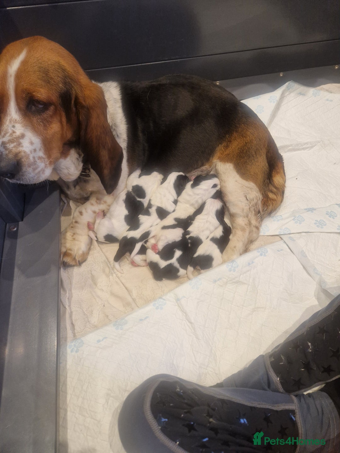 Mixed Breed dogs for sale: Basset X Springer puppies  - Image 7