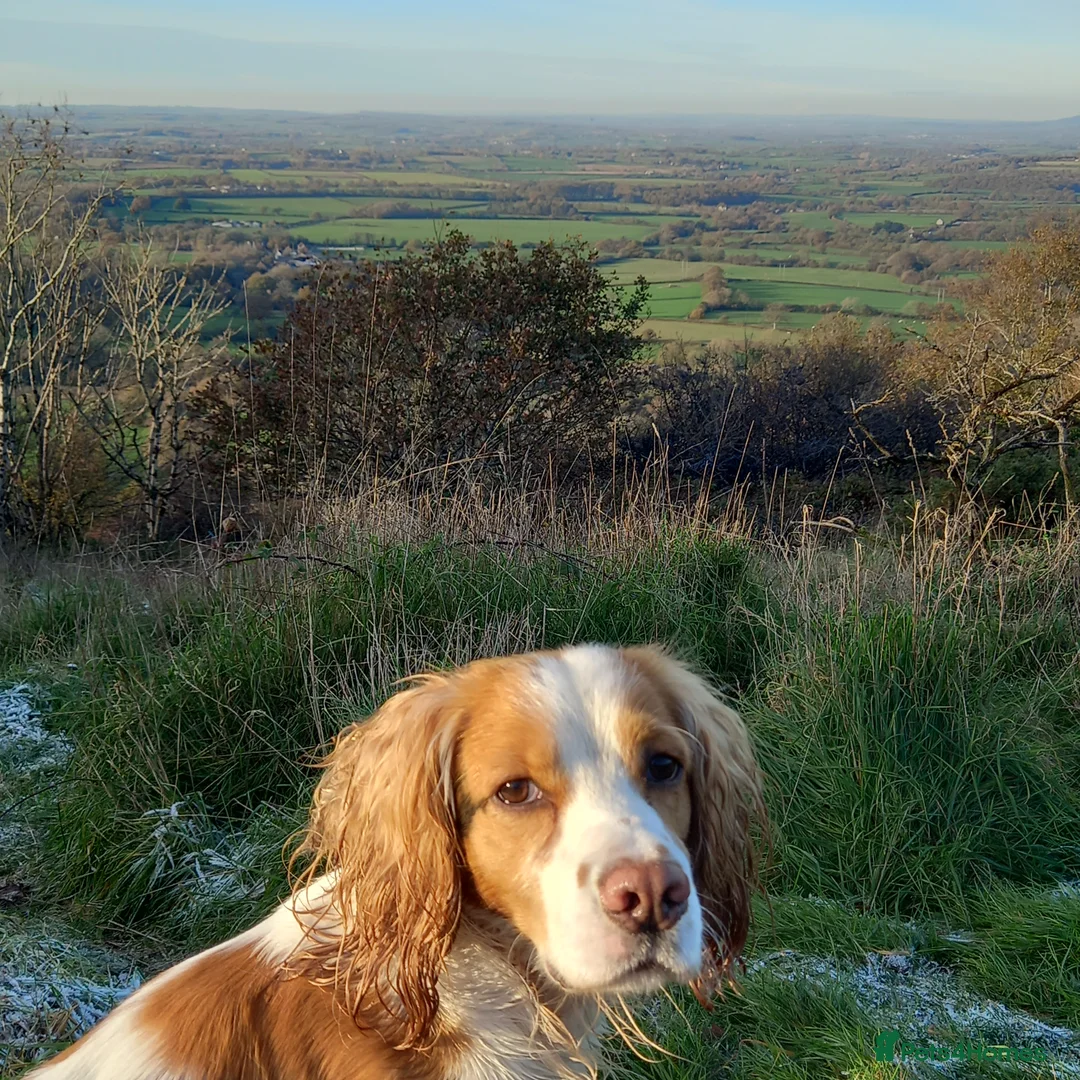 Cocker Spaniel dogs for stud: Health tested cocker spaniel for stud in Dorchester - Advert 5