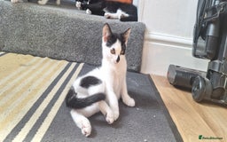 Mixed Breed cats for sale: 3 black and white kittens  - Image 9