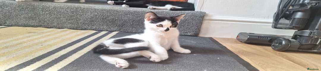 Mixed Breed Kitten 3