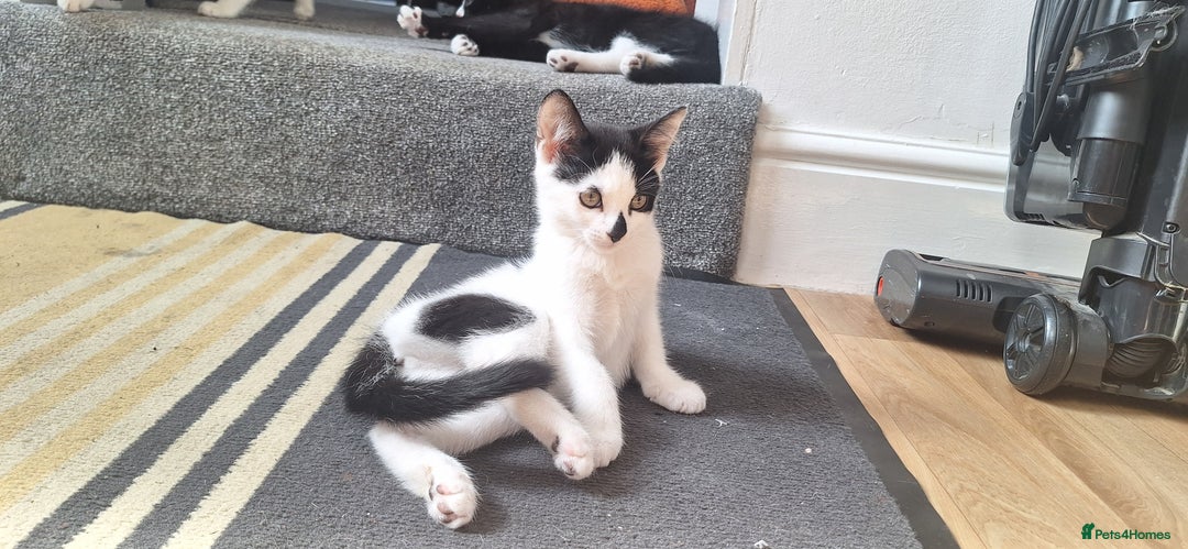 Mixed Breed cats for sale: 3 black and white kittens  - Image 9
