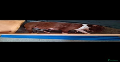 Staffordshire Bull Terrier dogs Blue Staffordshire Bull Terrier Puppies - Advert 13