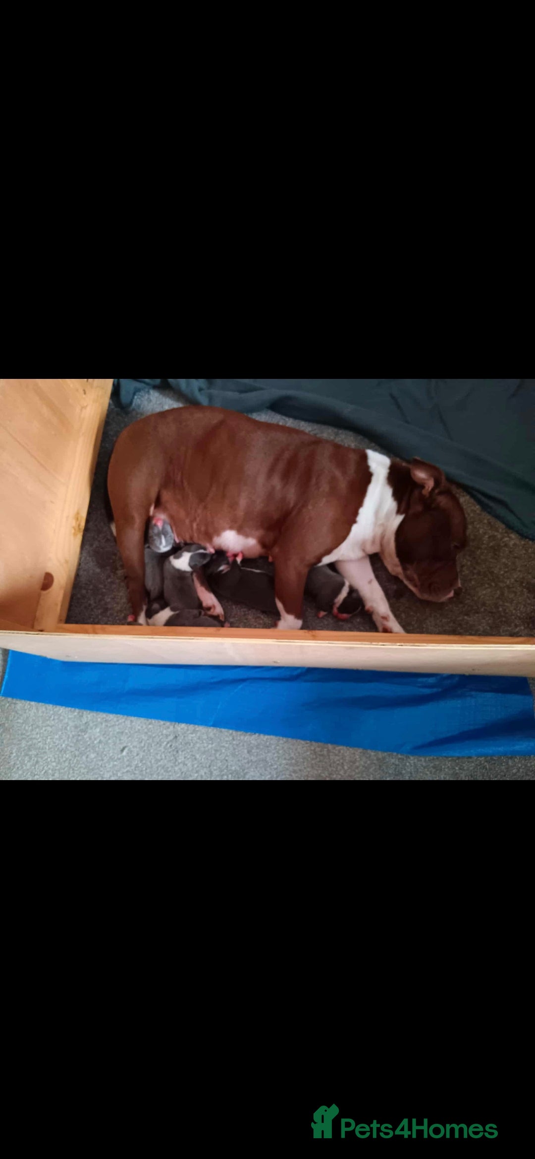 Staffordshire Bull Terrier dogs for sale: Blue Staffordshire Bull Terrier Puppies - Advert 3