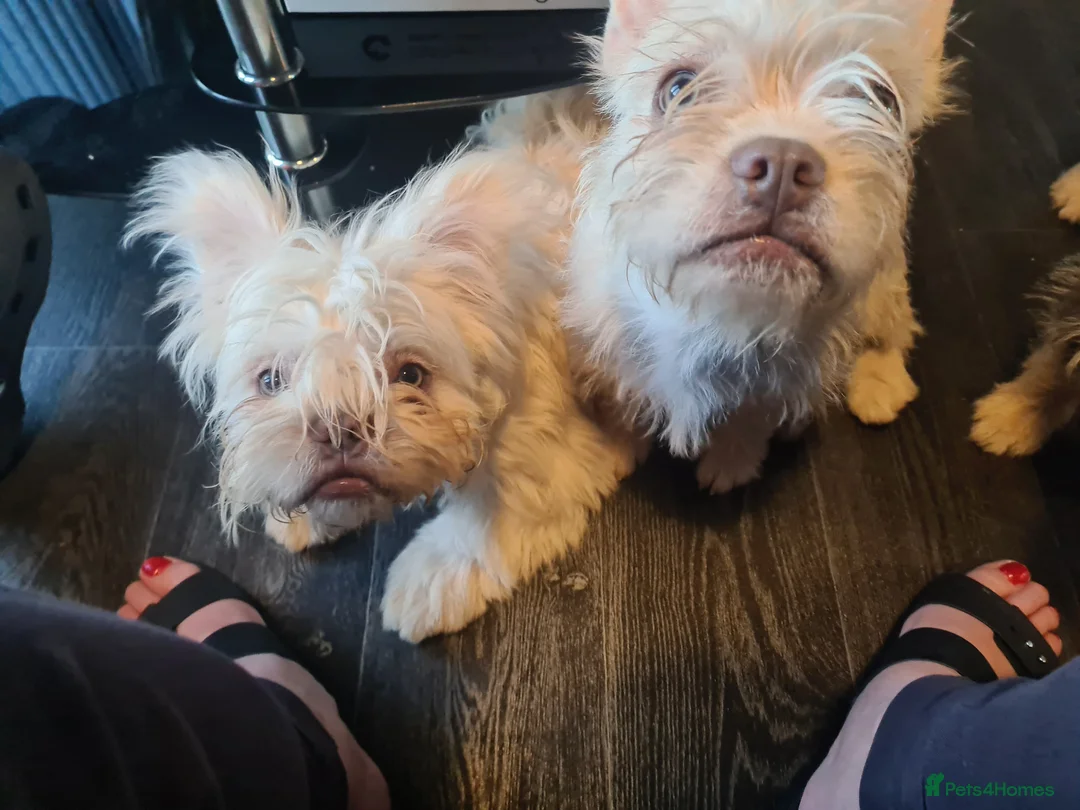 French Bulldog dogs for sale: French bulldog girls. Platinum.  in Devizes - Advert 1