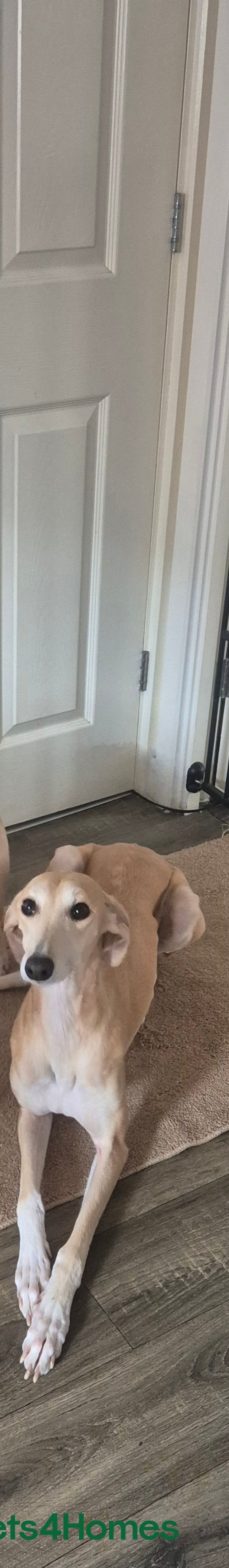 Mixed Breed dogs Saluki whippet x weaton greyhound - Advert 5