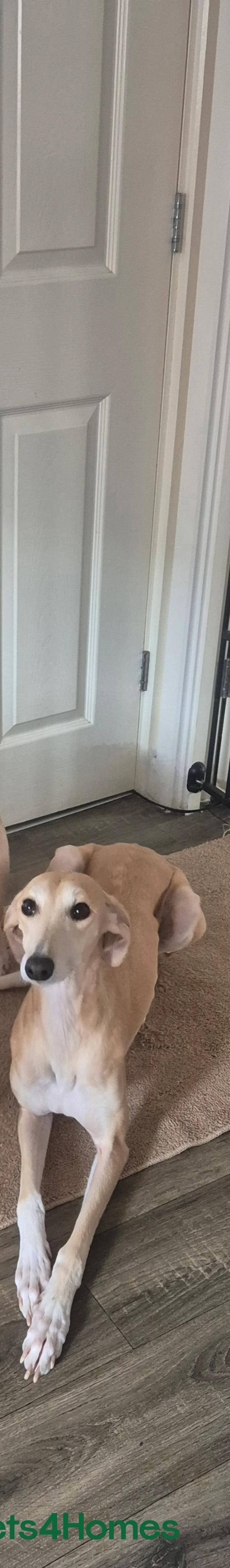 Mixed Breed dogs for sale: Saluki whippet x weaton greyhound - Advert 1