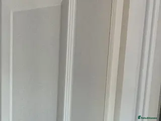 Mixed Breed dogs Saluki whippet x weaton greyhound - Advert 5