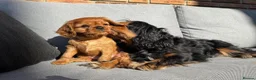 Cavalier King Charles Spaniel dogs for sale: Cavalier king Charles puppies - Advert 4
