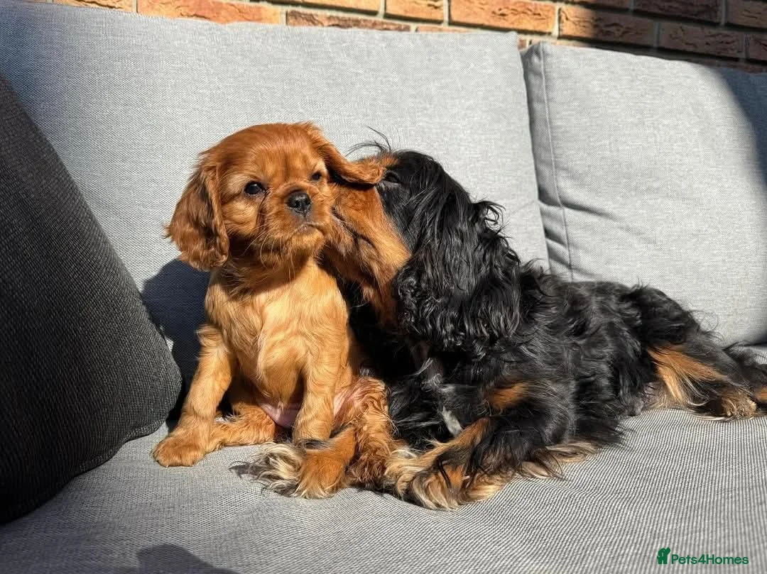 Cavalier King Charles Spaniel dogs for sale: Cavalier king Charles puppies - Advert 4