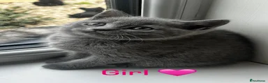 British Shorthair 3