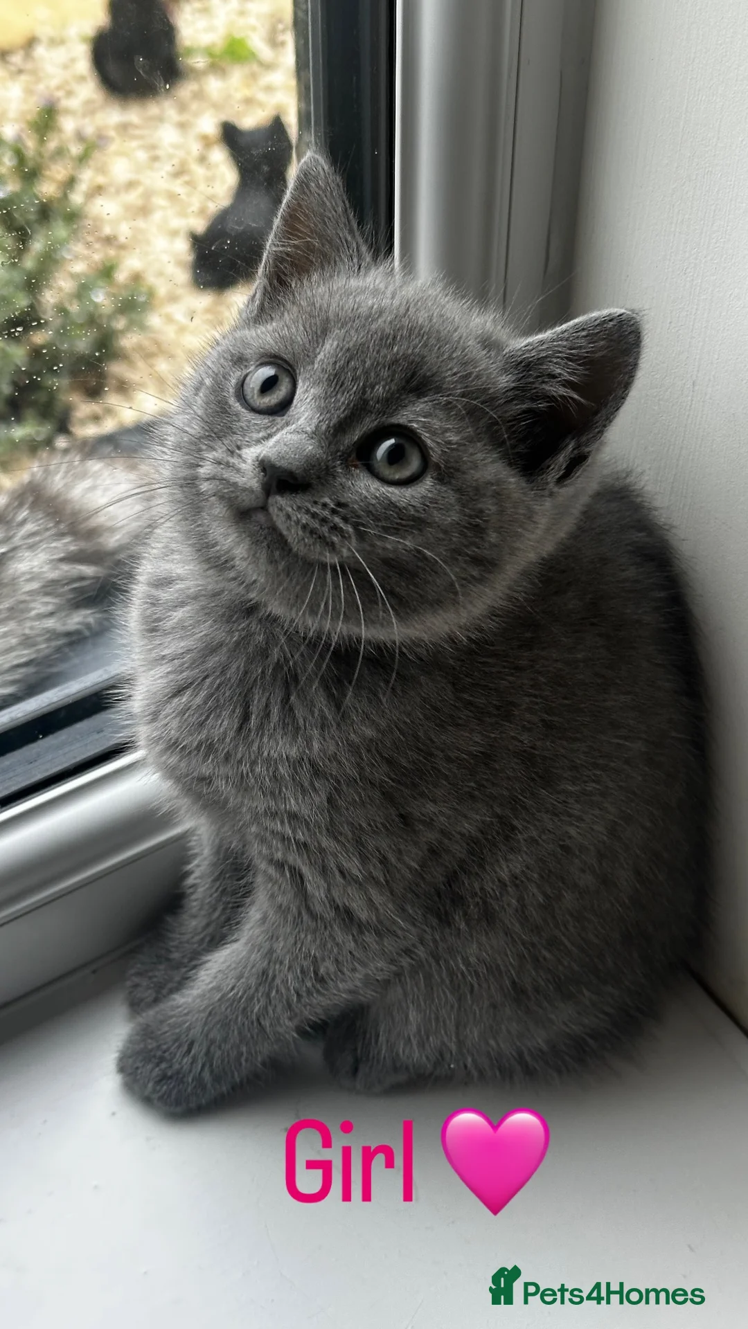 British Shorthair cats for sale: British Shorthair Cross Kittens  - Advert 1