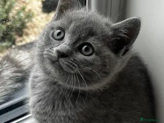 British Shorthair cats British Shorthair Cross Kittens - Advert 6