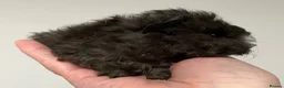 Guinea Pig rodents for sale: Lunkarya - Advert 7