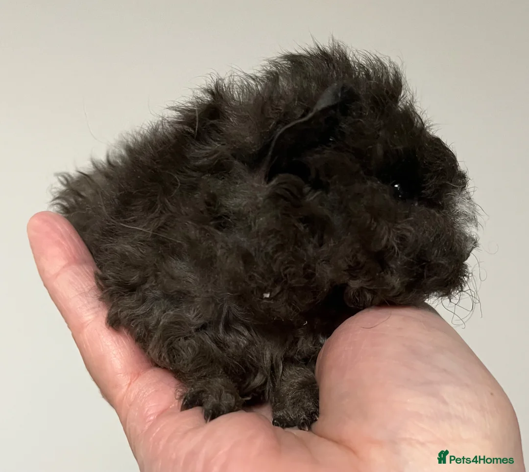 Guinea Pig rodents for sale: Lunkarya - Advert 7