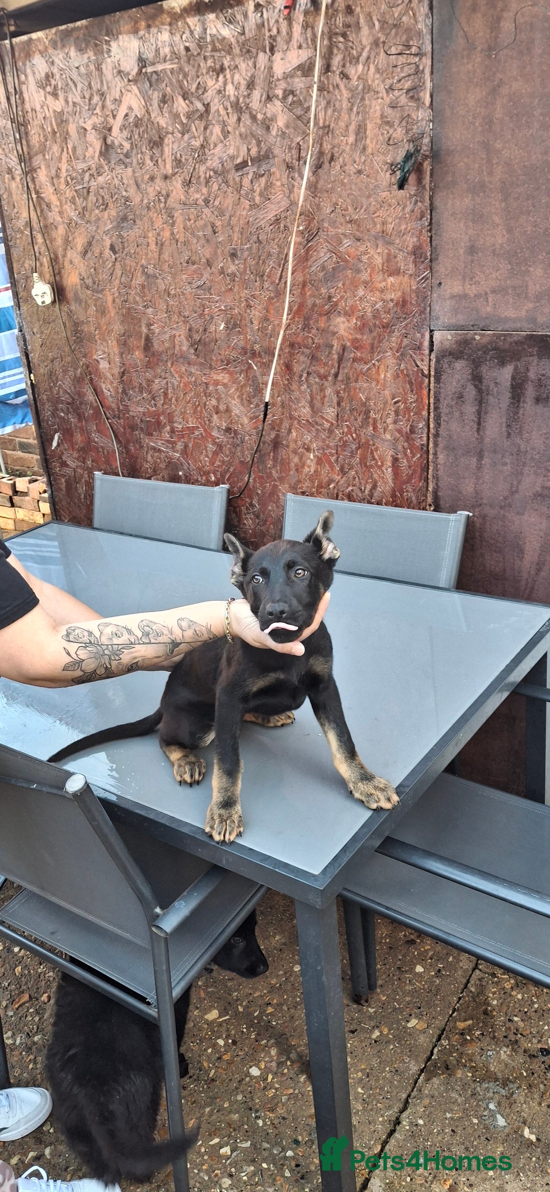 German Shepherd dogs for sale: For sale  - Image 13