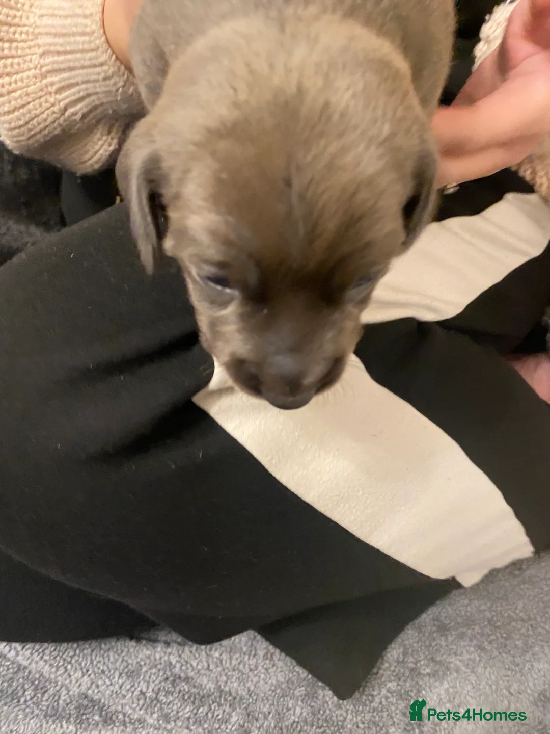 Miniature Dachshund dogs for sale: 2 girls, 1 boy KC reg miniature Daschund puppies - Advert 9