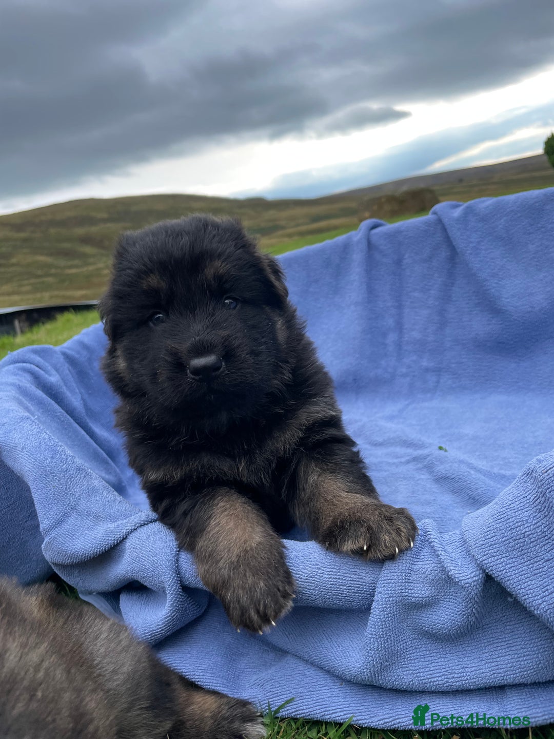 German Shepherd dogs for sale: Gorgeous German Shepherd pups - Image 5