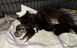 Persian cats for sale: Silver black tabby Persian mix kittens  - Image 23