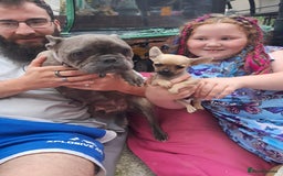 Mixed Breed dogs for sale: Frenchie x chihuahua puppies  - Image 2