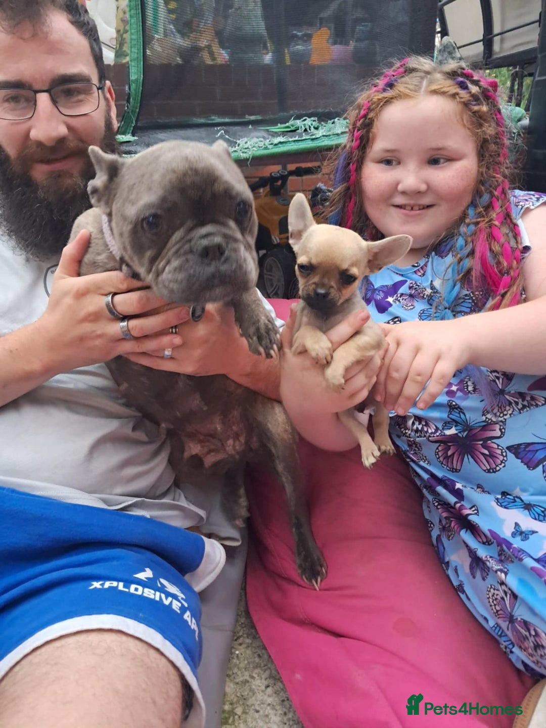 Mixed Breed dogs for sale: Frenchie x chihuahua puppies  - Image 2