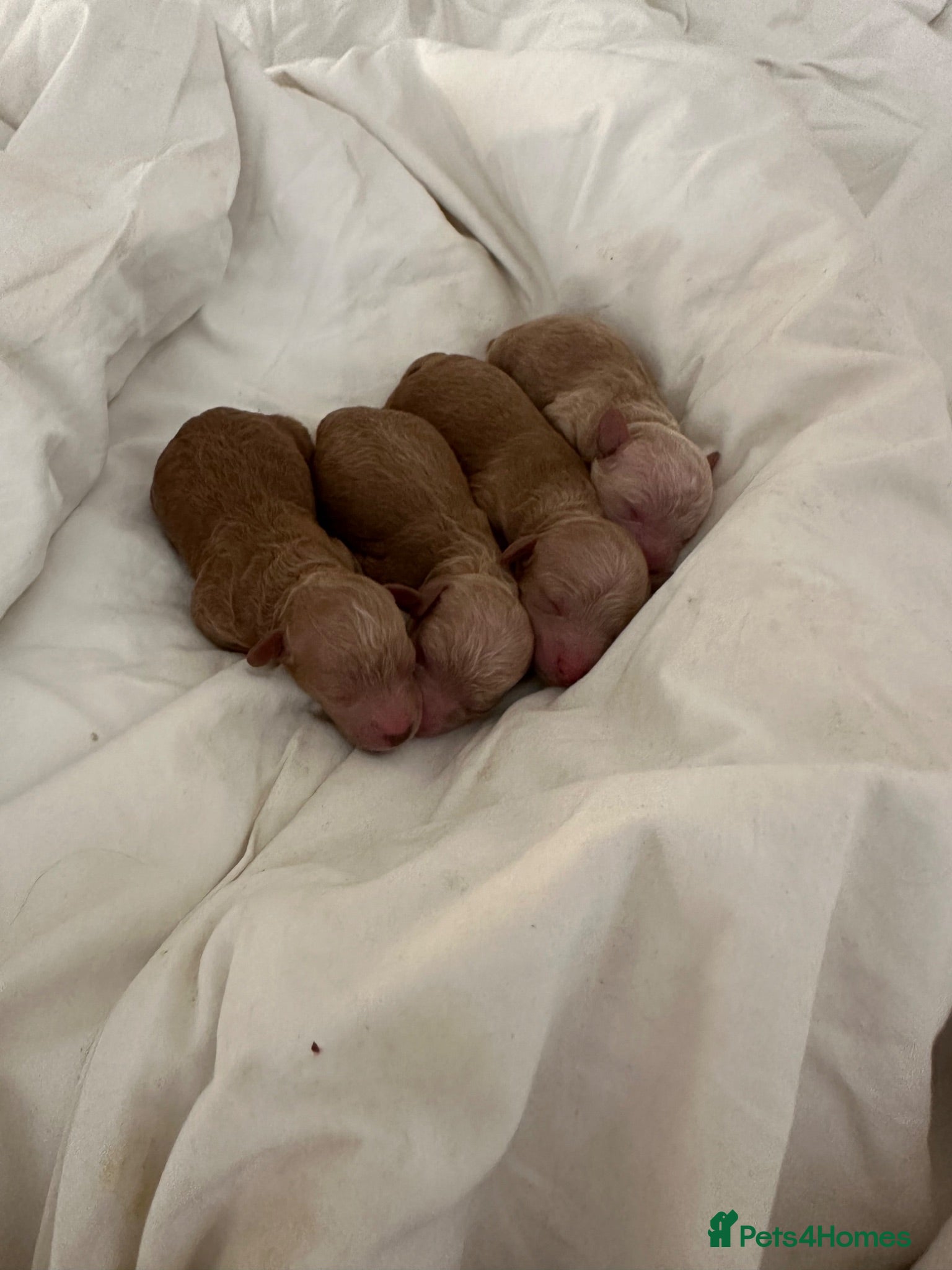 Schnoodle dogs Beautiful schnoodle puppies ready to reserve  - Advert 1