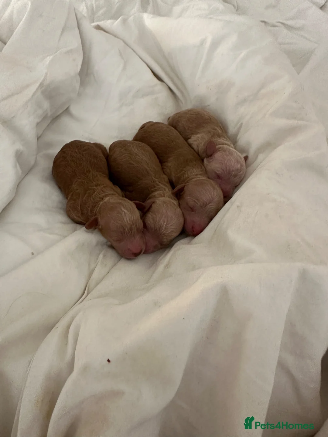 Schnoodle dogs for sale: Beautiful schnoodle puppies  - Advert 1