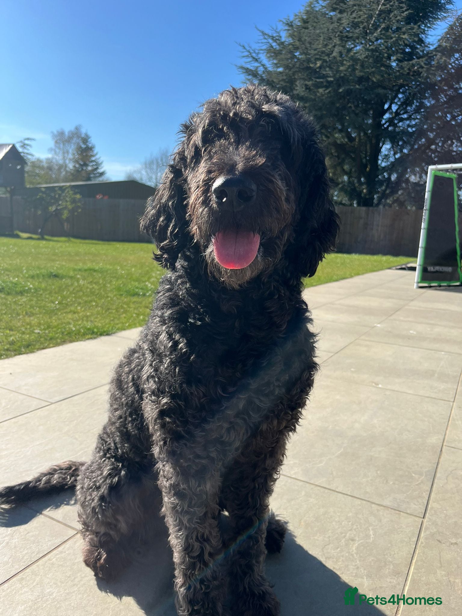 Labradoodle dogs Stunning Labradoodle Puppies –Due May | Ready July - Advert 4