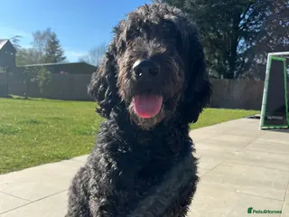 Labradoodle dogs Stunning Labradoodle Puppies –Due May | Ready July - Advert 4