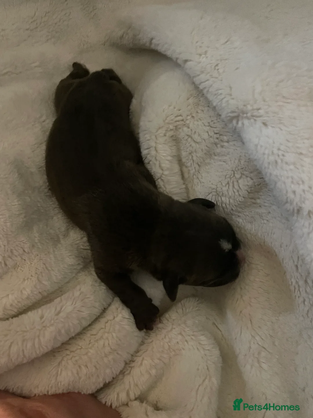 American Bully dogs for sale: American Pocket bully’s puppies  - Advert 39