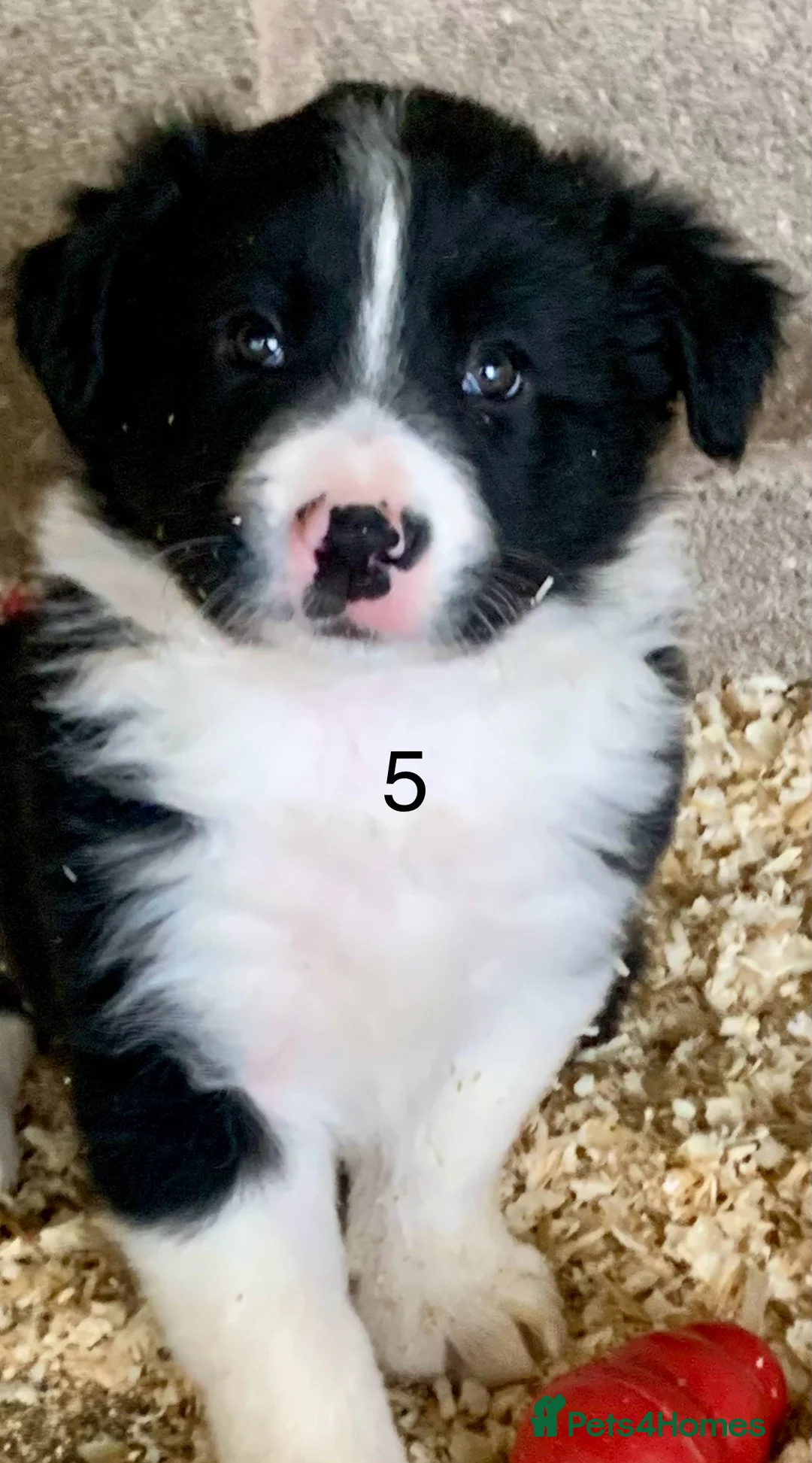 Border Collie dogs for sale: Border collie pups traditional black and white  in Bacup - Advert 10