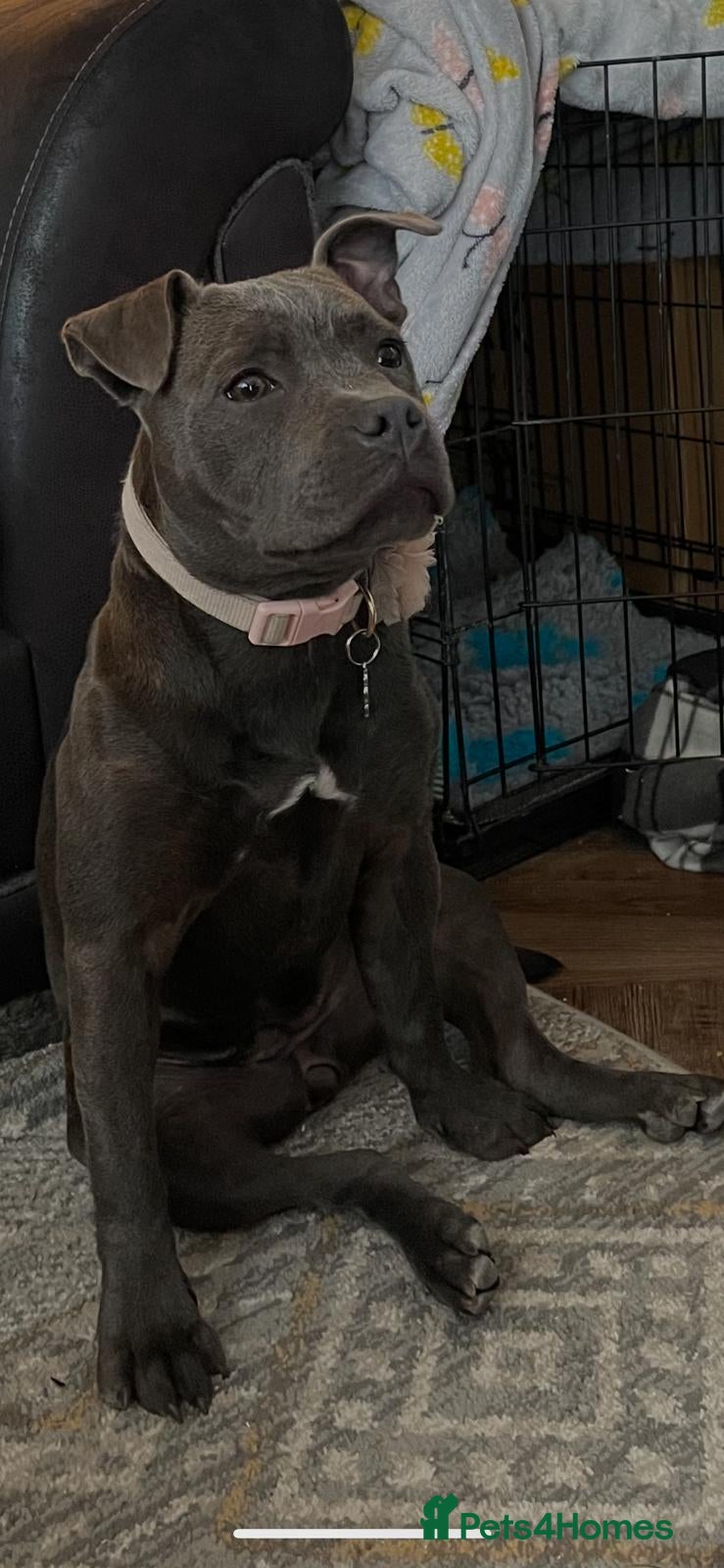 Staffordshire Bull Terrier dogs Blue Staffordshire bull terrier  - Advert 2