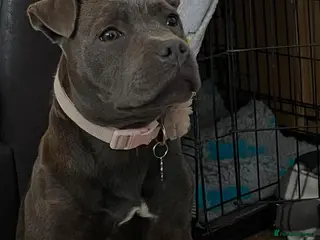 Staffordshire Bull Terrier dogs Blue Staffordshire bull terrier - Advert 2