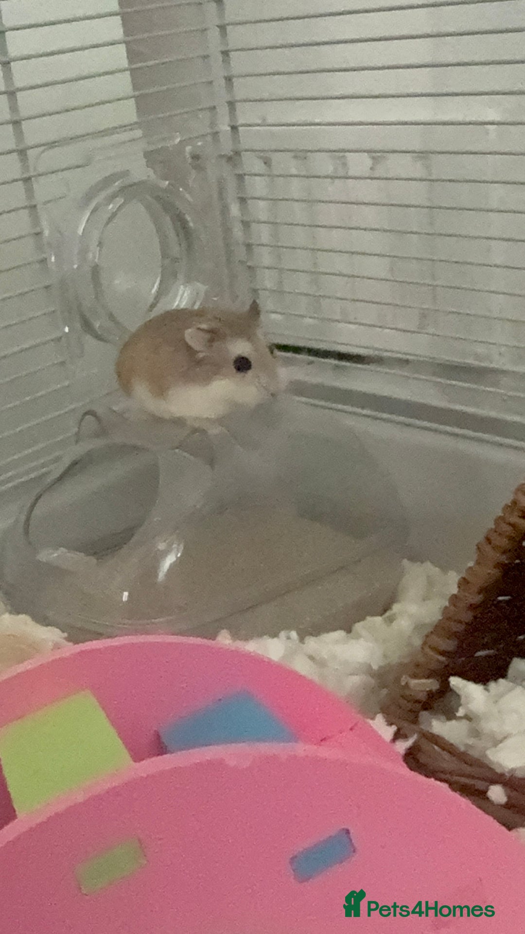 Hamster rodents for sale: female dwarf hamster  - Image 3