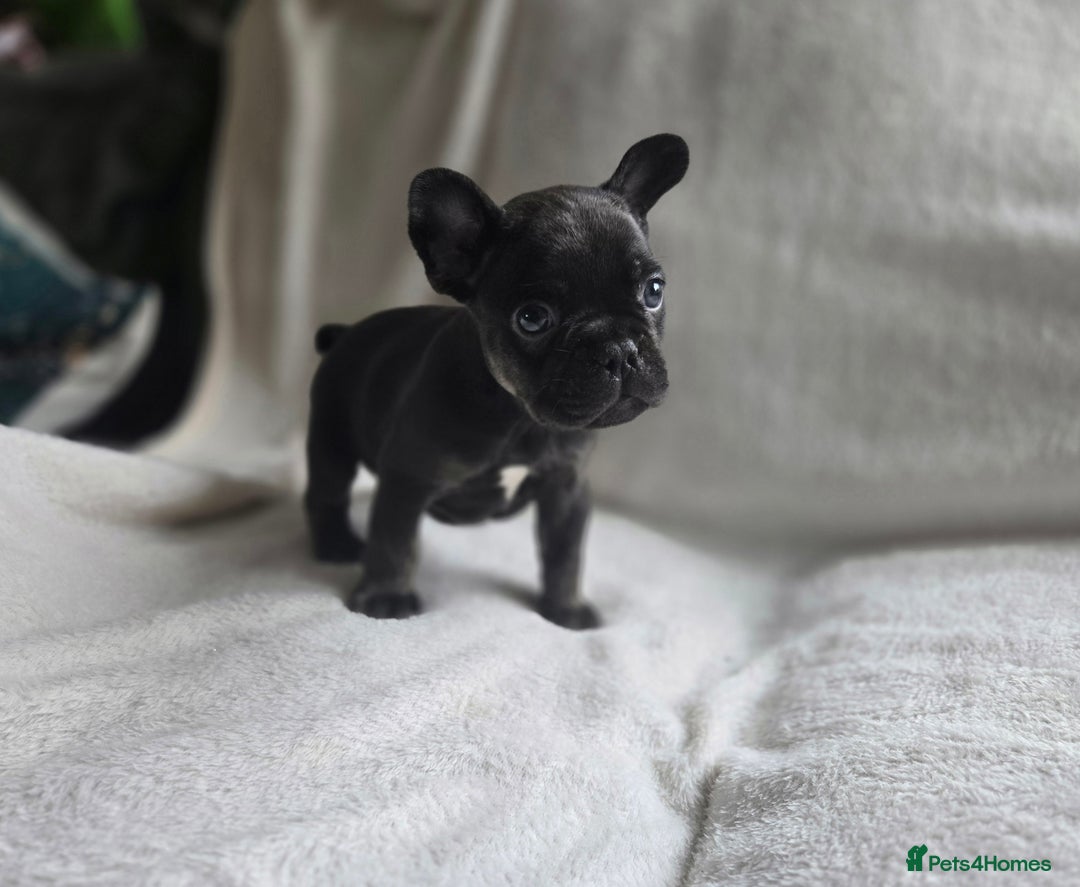 French Bulldog dogs for sale: frenchie pups merle ready now - Image 15