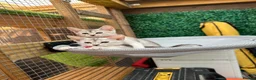 Abyssinian cats for sale: Silver Abyssinian kittens  - Advert 12